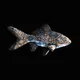 CryptoFish #5346