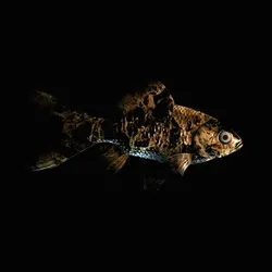 CryptoFish #911