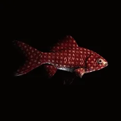 CryptoFish #604