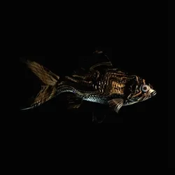 CryptoFish #1609