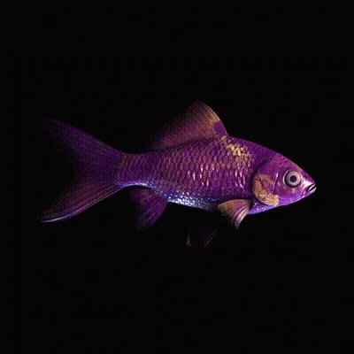 Cryptofish Io