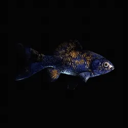 CryptoFish #3175