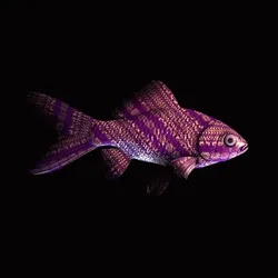 CryptoFish #294