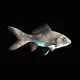 CryptoFish #5239
