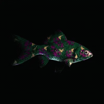 Cryptofish Io