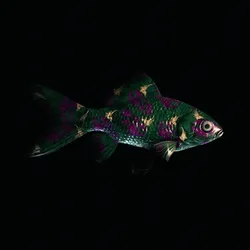 CryptoFish #1916