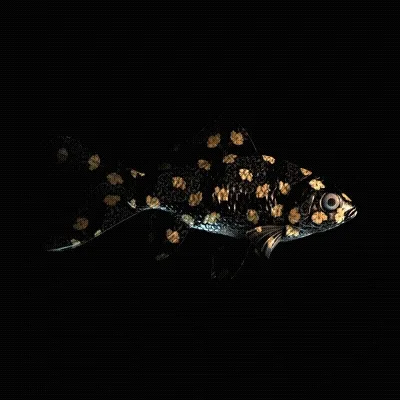 CryptoFish #3147