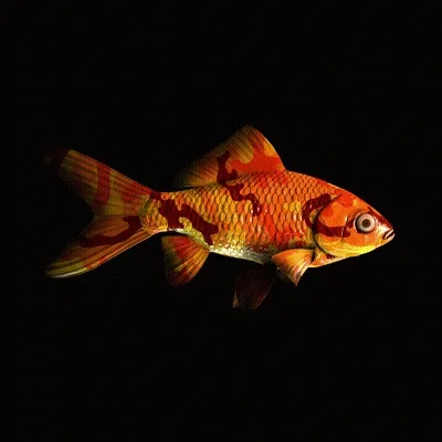 CryptoFish #2770