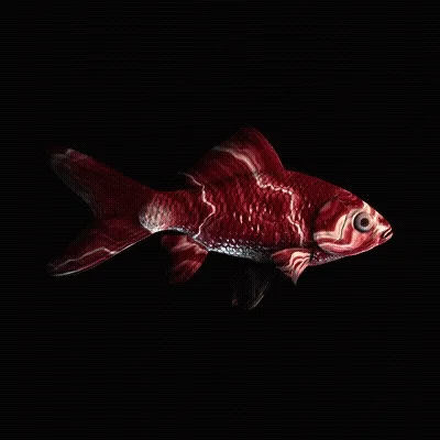 Cryptofish Io