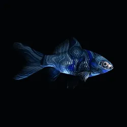 CryptoFish #3250