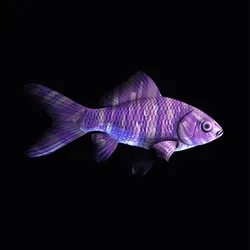 CryptoFish #5560