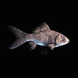 CryptoFish #708