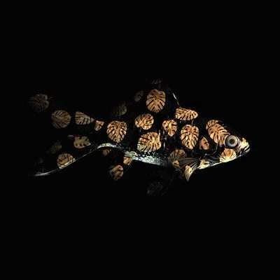Cryptofish Io