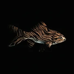 CryptoFish #373