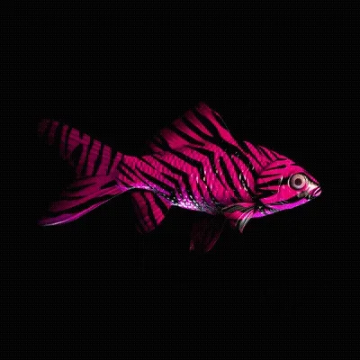 Cryptofish Io
