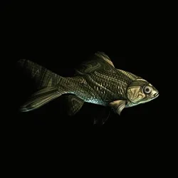 CryptoFish #4203