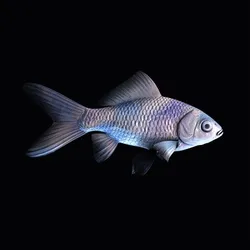 CryptoFish #272