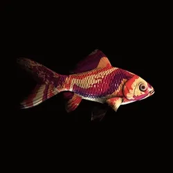 CryptoFish #2031
