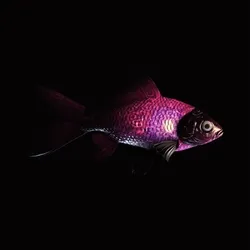 CryptoFish #2039