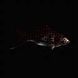 CryptoFish #5500