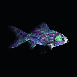 CryptoFish #6037