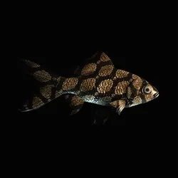 CryptoFish #1914