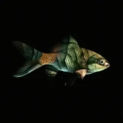 CryptoFish #2374