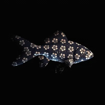 Cryptofish Io
