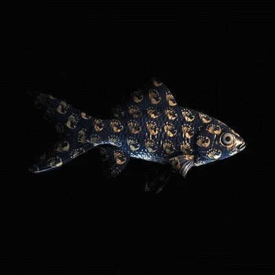 Cryptofish Io