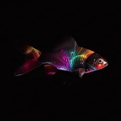 CryptoFish #5022