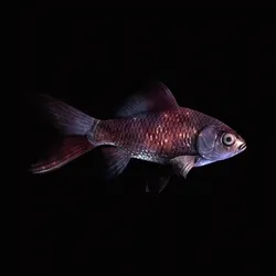 CryptoFish #1605