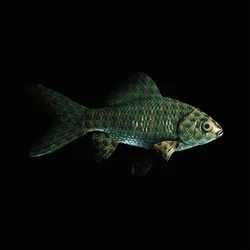 CryptoFish #174