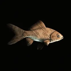 CryptoFish #1560