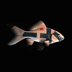 CryptoFish #3179