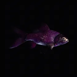 CryptoFish #1735