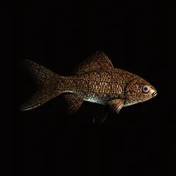 CryptoFish #5010