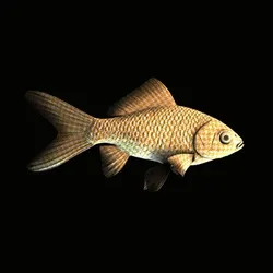 CryptoFish #5584