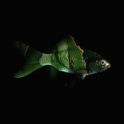 CryptoFish #2489
