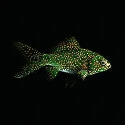 CryptoFish #3281