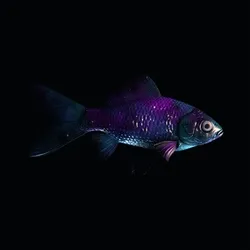 CryptoFish #1564