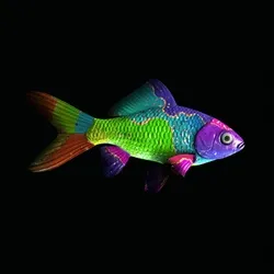 CryptoFish #93