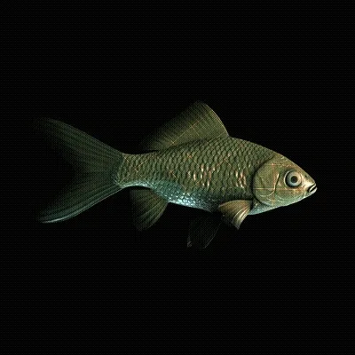 Cryptofish Io