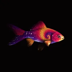 CryptoFish #6427