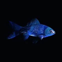 CryptoFish #1706