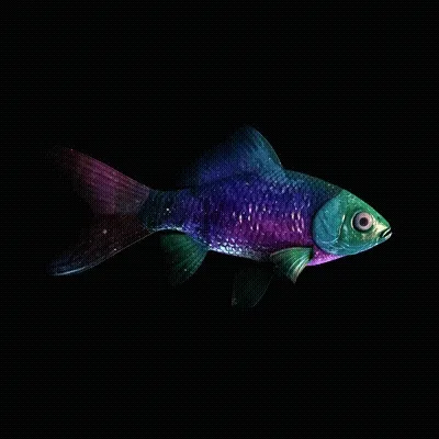 CryptoFish #2947
