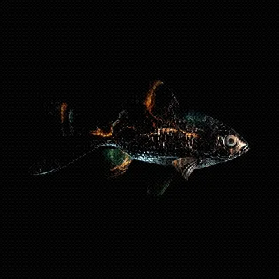 Cryptofish Io