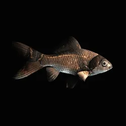 CryptoFish #6838
