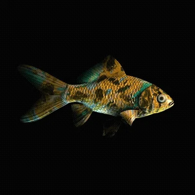 Cryptofish Io