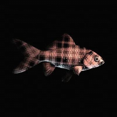 Cryptofish Io