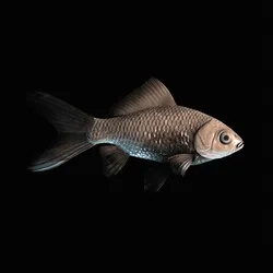 CryptoFish #1410